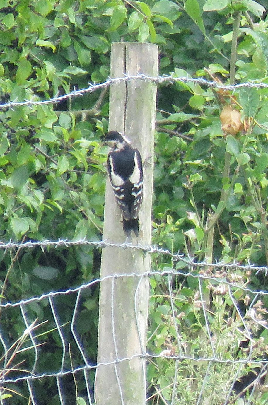  Great spotted Woodpecker